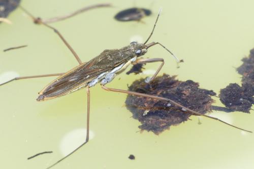 Gerris gibbifer